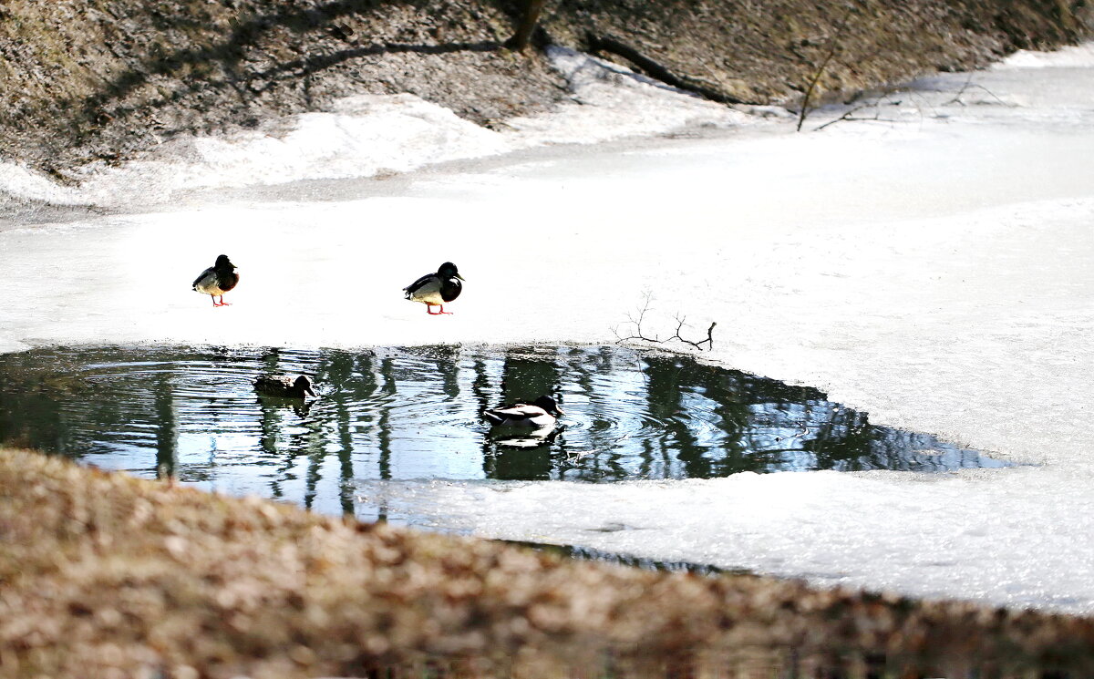 Первые утки - ZNatasha -