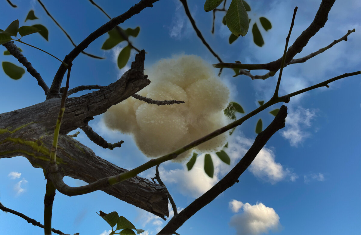 Хоризия - Осень Хоризия - Осень