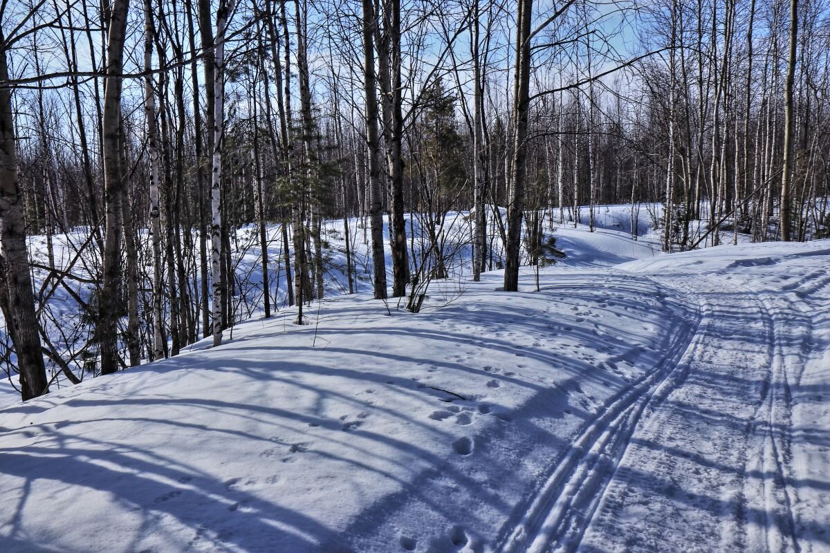 Март....Весна света в лесу! - Владимир 