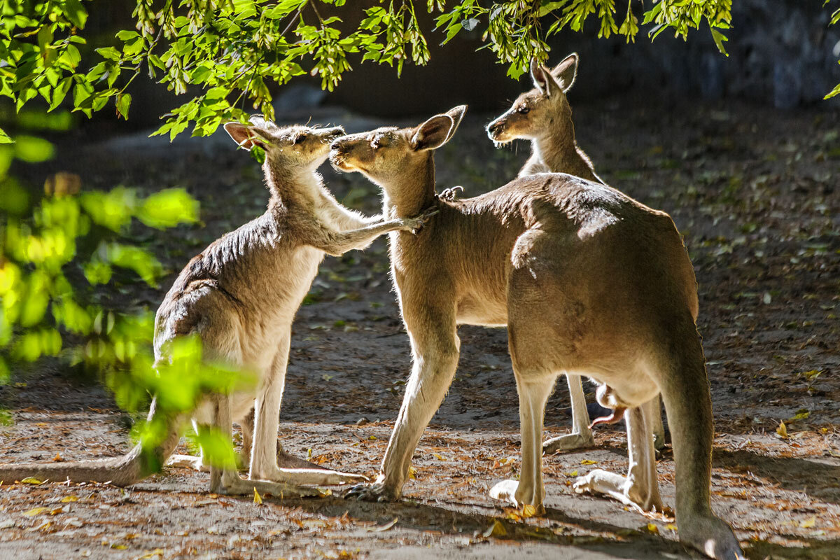 Кенгуру - SanSan 