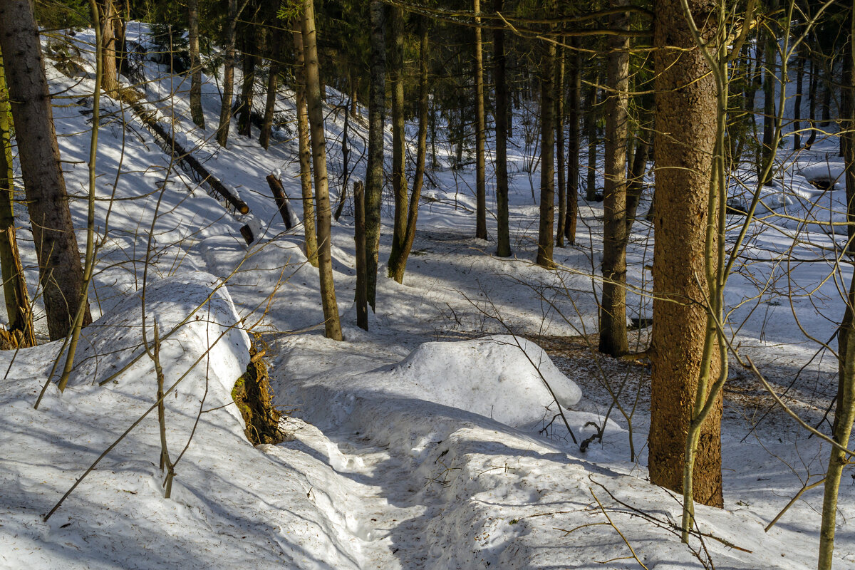 Лесными тропами - Сергей Цветков