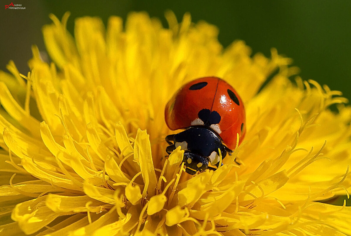 На цветке - Андрей Пристяжнюк