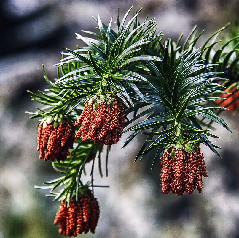 **** - Андроник Александр 
