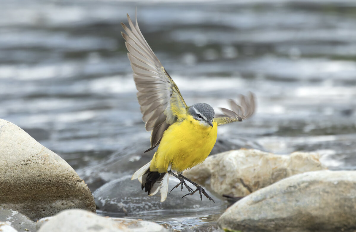 желтая трясогузка - юрий макаров