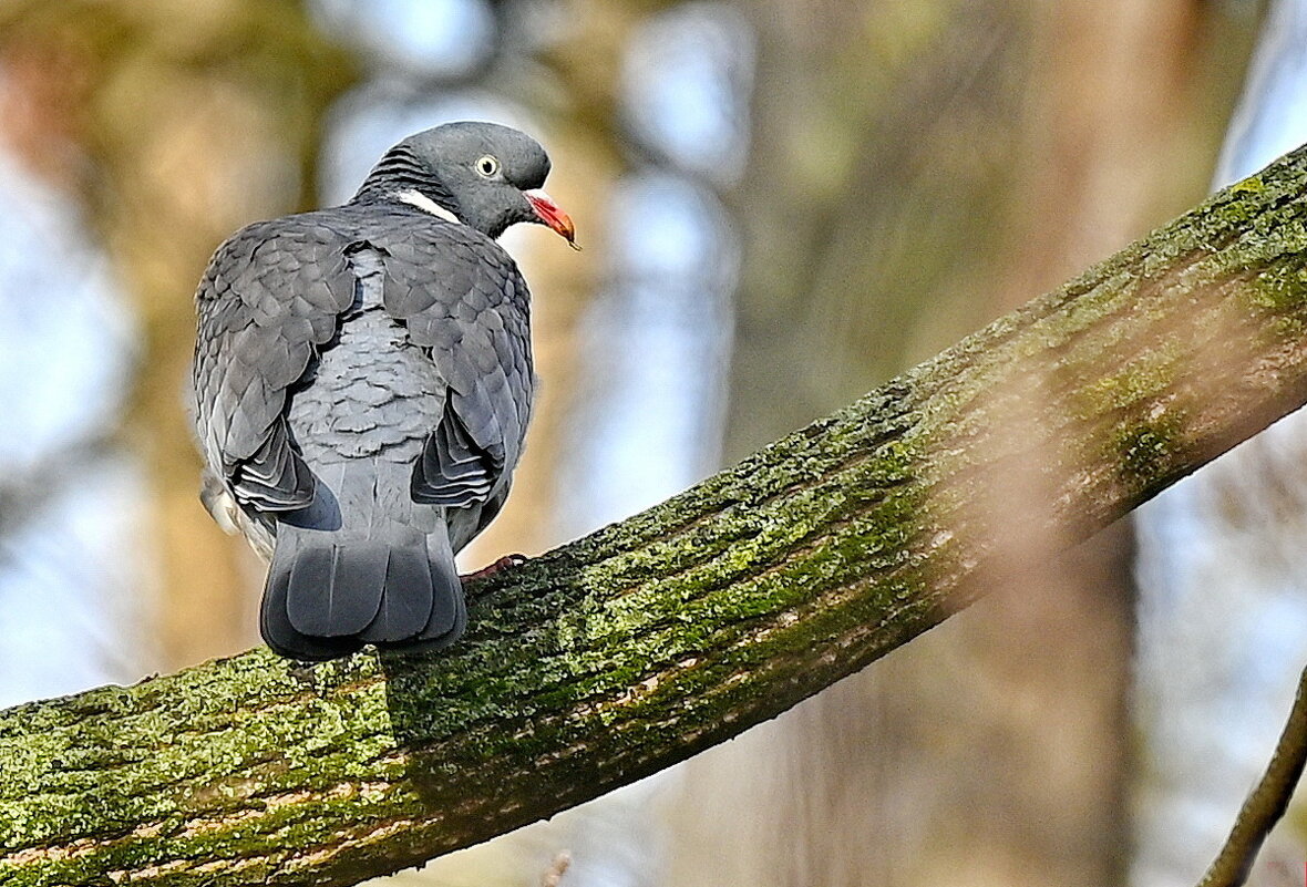 Весна пришла... - Николай Саржанов