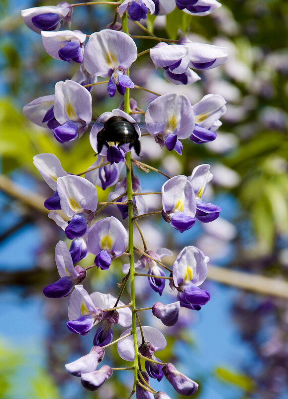 глициния - Aleksandr .