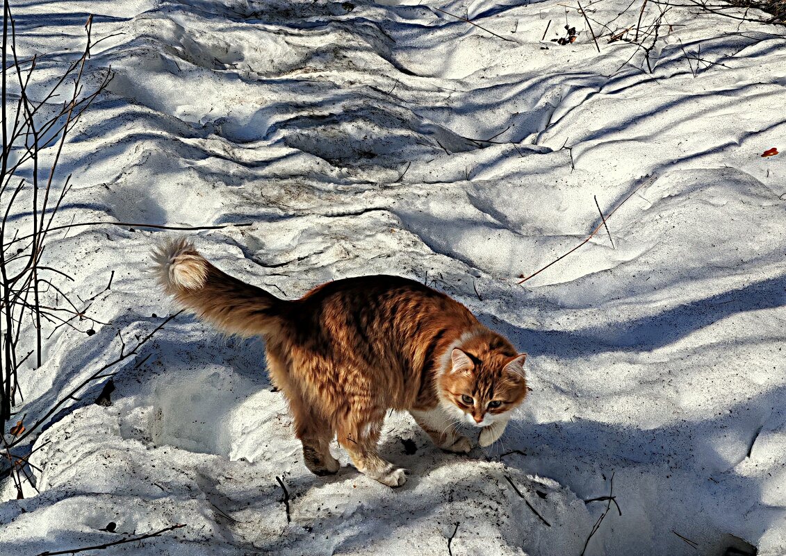 вчера в лесу... - Любовь вчера в лесу... - Любовь