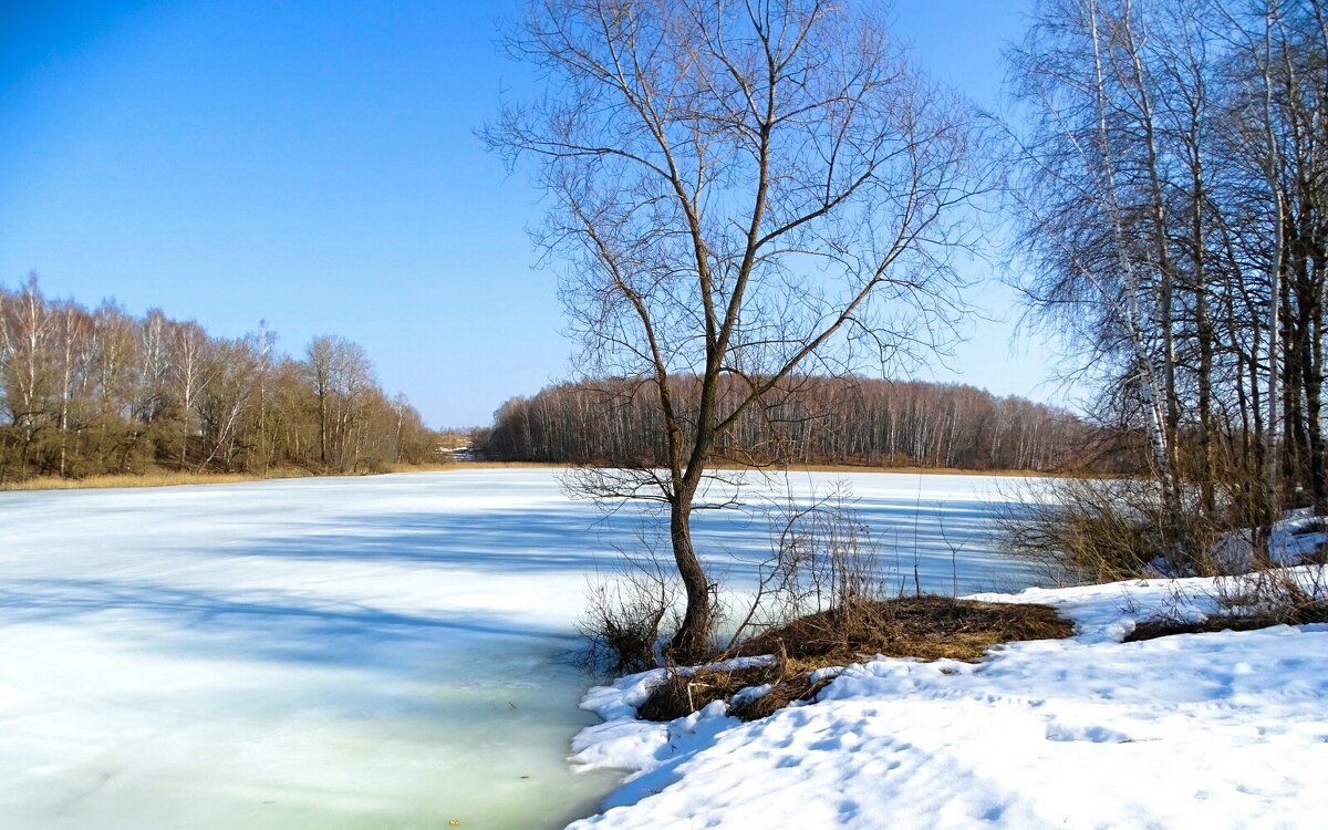 Весна в конце марта. - Милешкин Владимир Алексеевич 