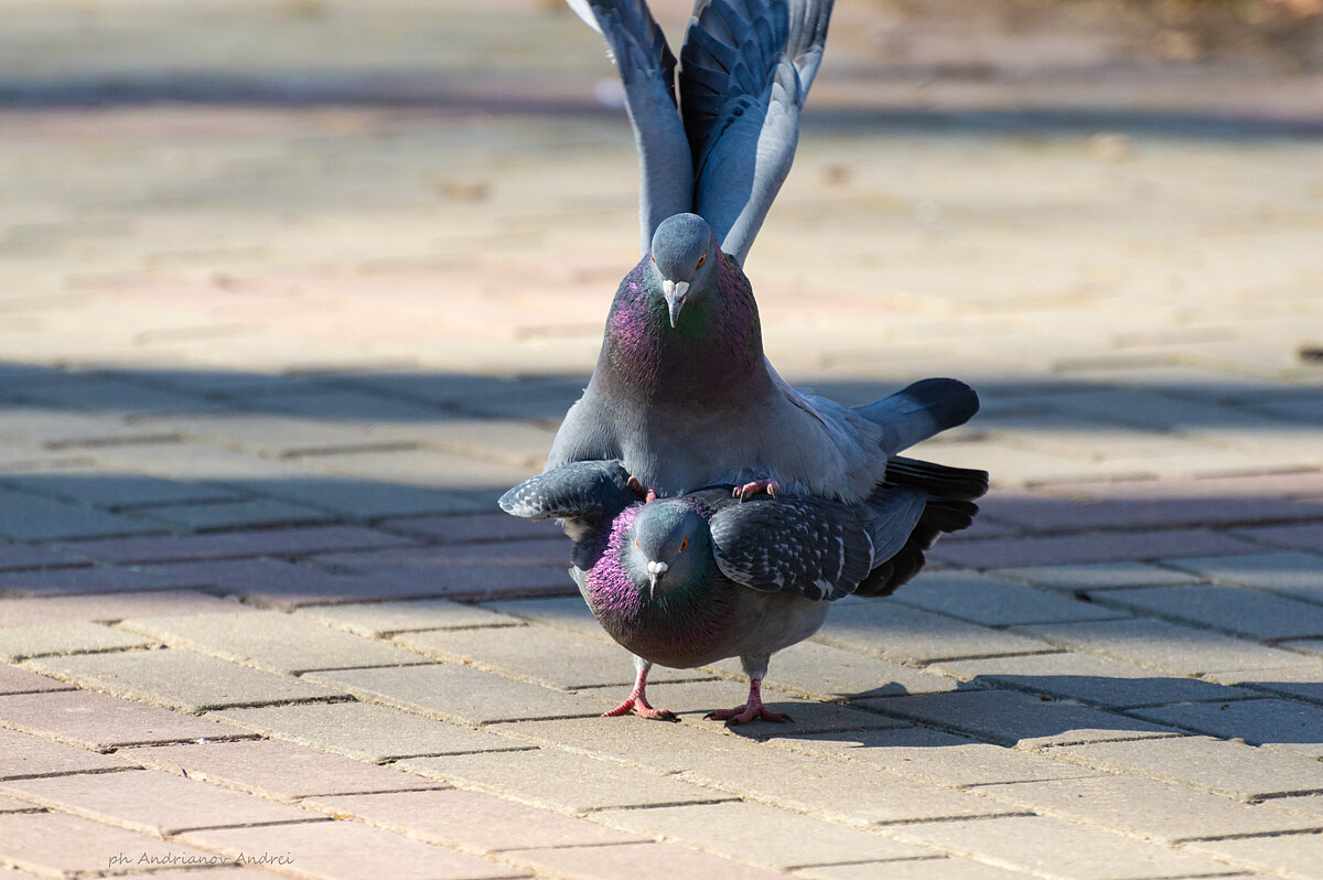 Весна. - Андрей Андрианов