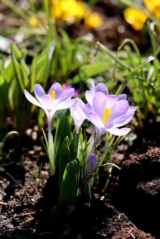 Солнечные лепестки. - Александр Кондаков Солнечные лепестки. - Александр Кондаков