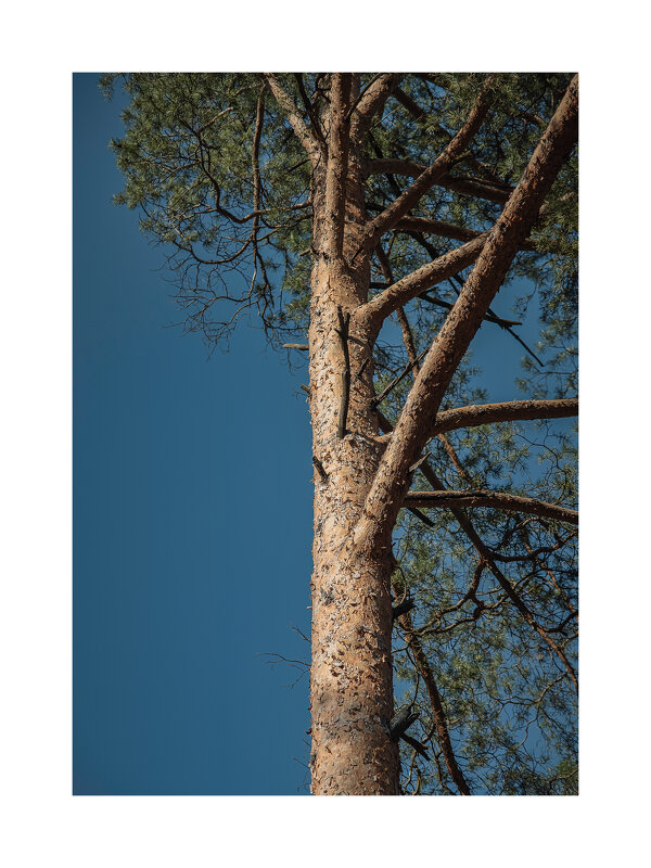 Несимметричная. - Svyatoslav [Artisan] Ph.