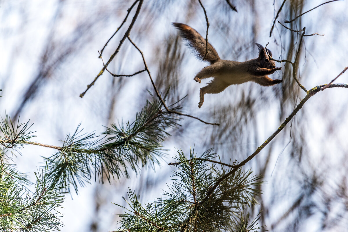 ***** - Владимир Безбородов ***** - Владимир Безбородов