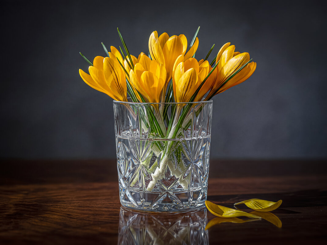 Желтые крокусы - Aleksey Afonin