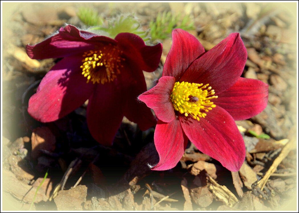 Сон трава - Aleksandr Gal Сон трава - Aleksandr Gal