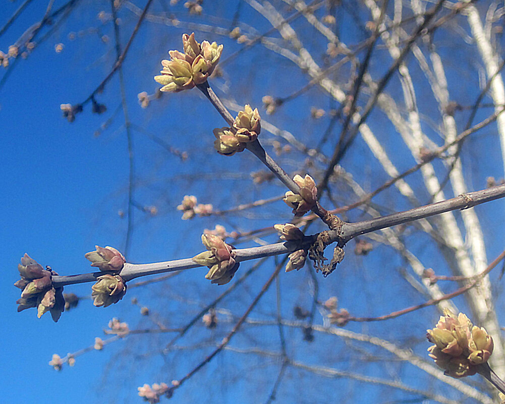 Весеннее небо - Елена Семигина