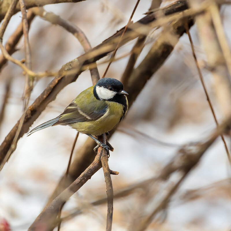Синица на ветке - Александр Синдерёв