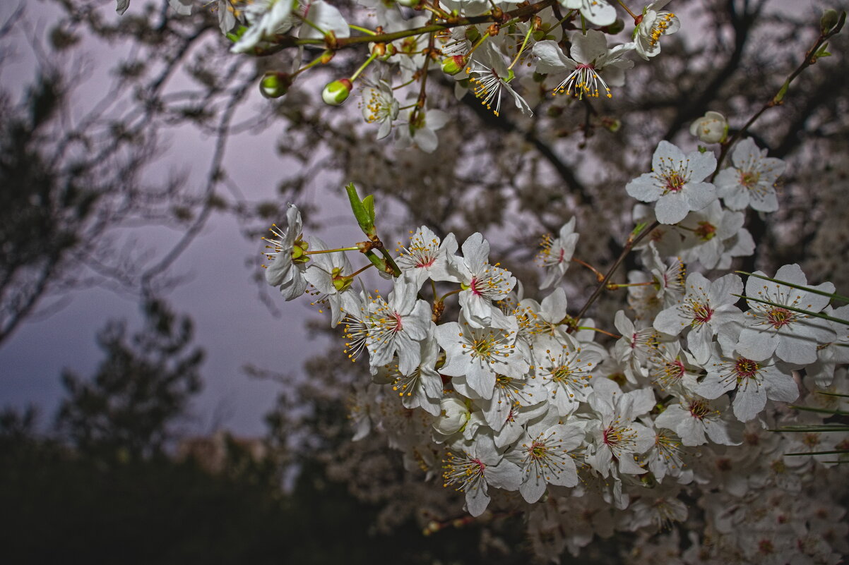 Веточка Вишни - Giant Tao /