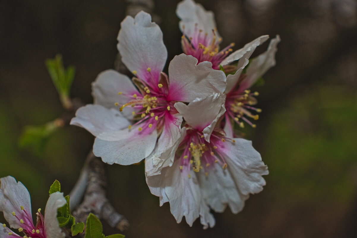 Миндаль ))) - Giant Tao /