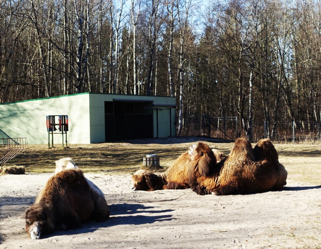 Сладкий сон двугорбых верблюдов на солнышке.. - Aida10 