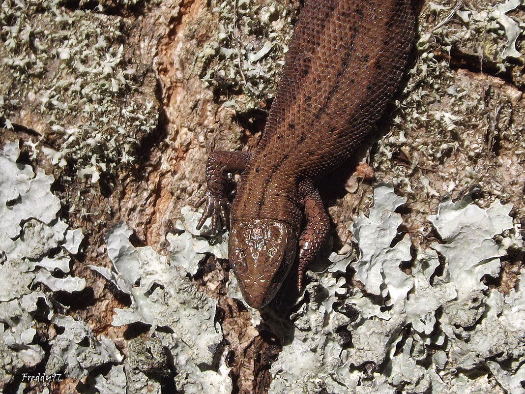 Ящерица - Freddy 97