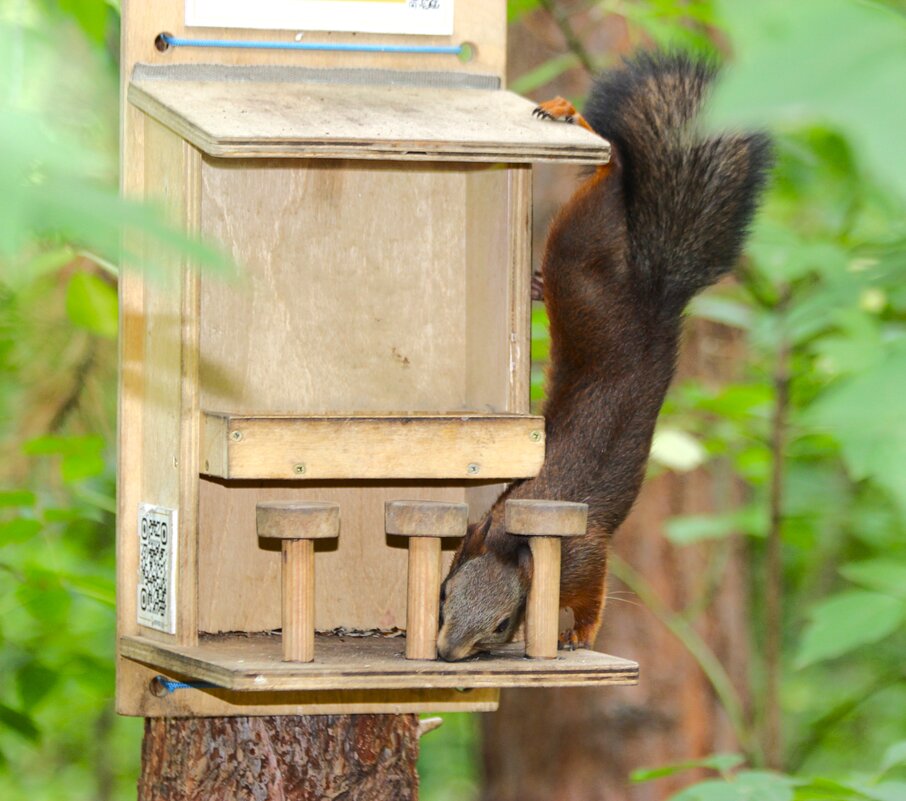 Акробатка - Василий 