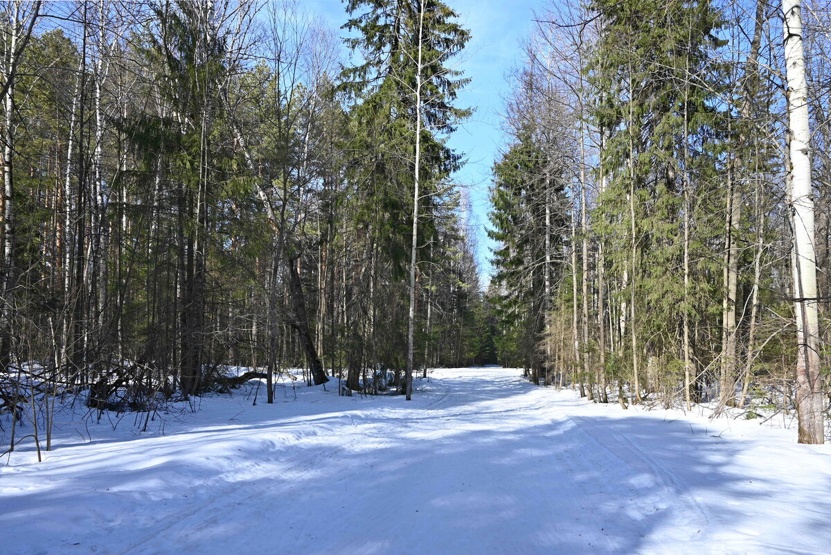 Лыжня. - ВикТор Быстров