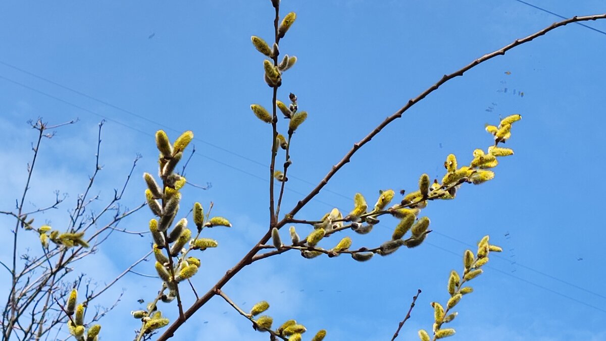 ,,, - Сергей Тимоновский