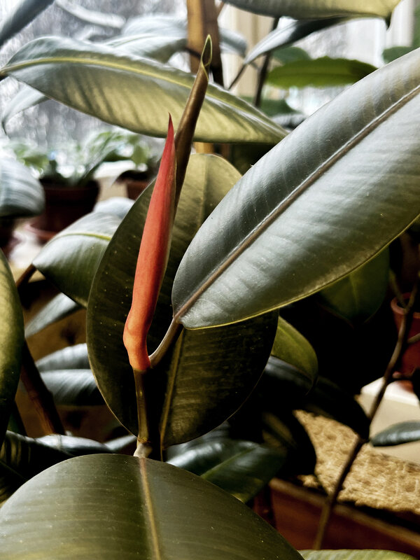 Рождение нового листа - Олег Рождение нового листа - Олег