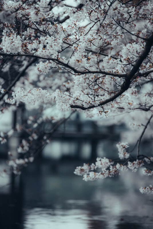 Сезон цветения вишни в Ханчжоу - Дмитрий 