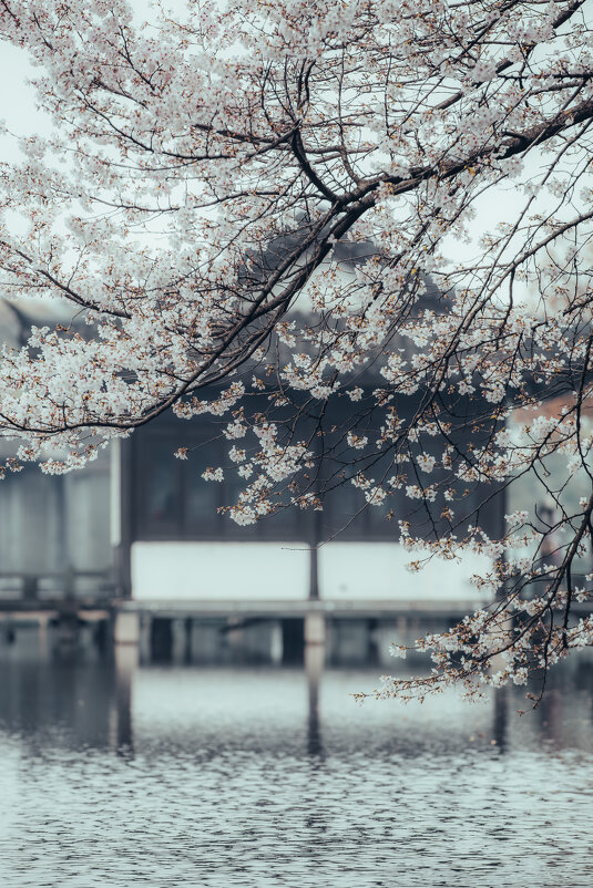 Сезон цветения вишни в Ханчжоу - Дмитрий 