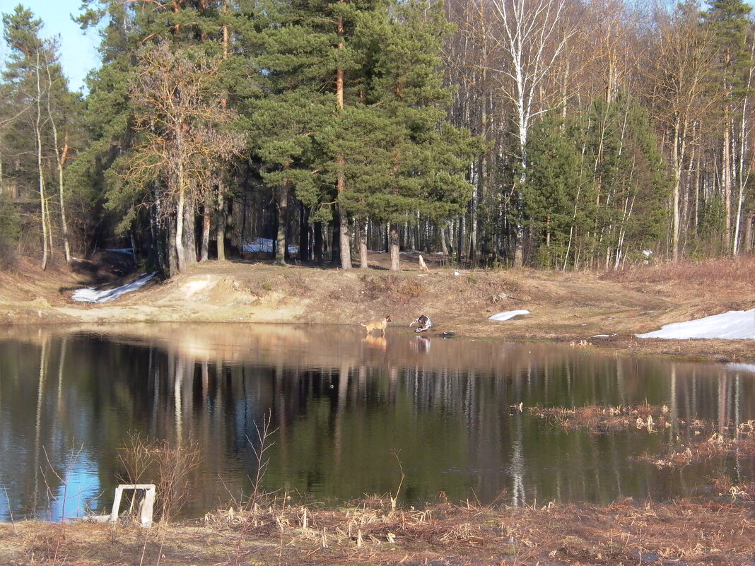 Вид на пруд. Лейка. - Михаил Елочкин