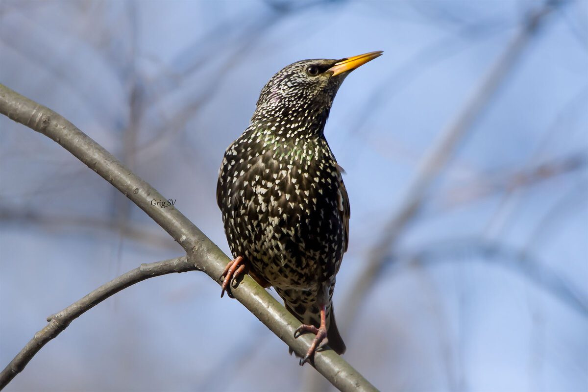 Скворец - Светлана Григорьева