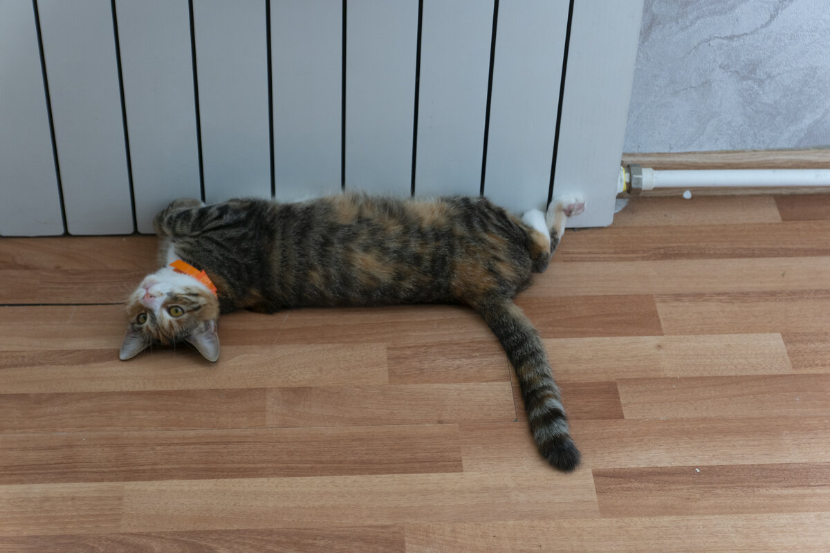 Домашняя кошка лежит возле батареи - Александр Буторин Домашняя кошка лежит возле батареи - Александр Буторин