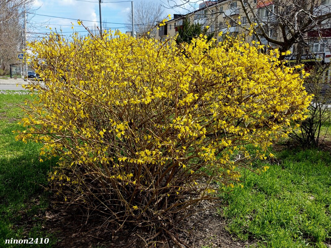 Солнечная форзиция - Нина Бутко