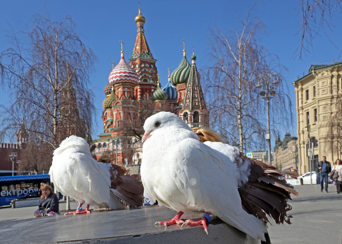 30 марта в Зарядье - Михаил Бибичков