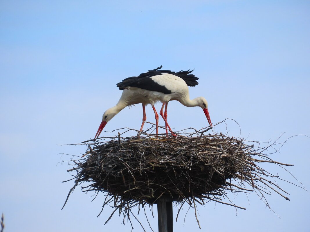 Аисты обустраивают свое гнездо! - Ольга Митрофанова Аисты обустраивают свое гнездо! - Ольга Митрофанова