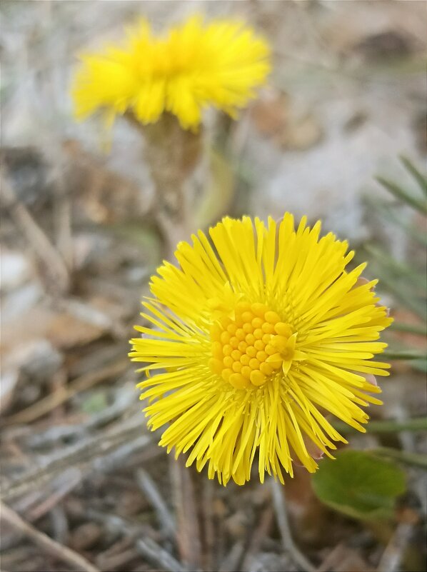 Первые цветы мать-и-мачехи - Татьяна Тюменка Первые цветы мать-и-мачехи - Татьяна Тюменка