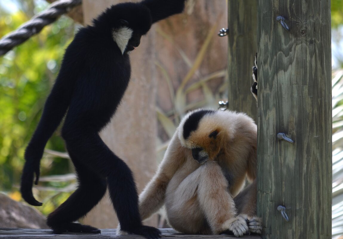 Привет, подруга - Таня Фиалка Привет, подруга - Таня Фиалка