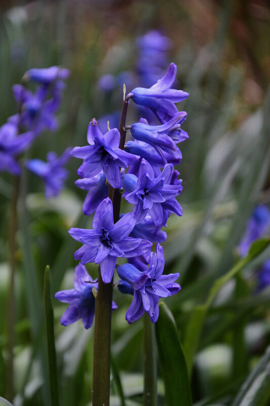 Весна набирает силу... - Надежда Куркина Весна набирает силу... - Надежда Куркина