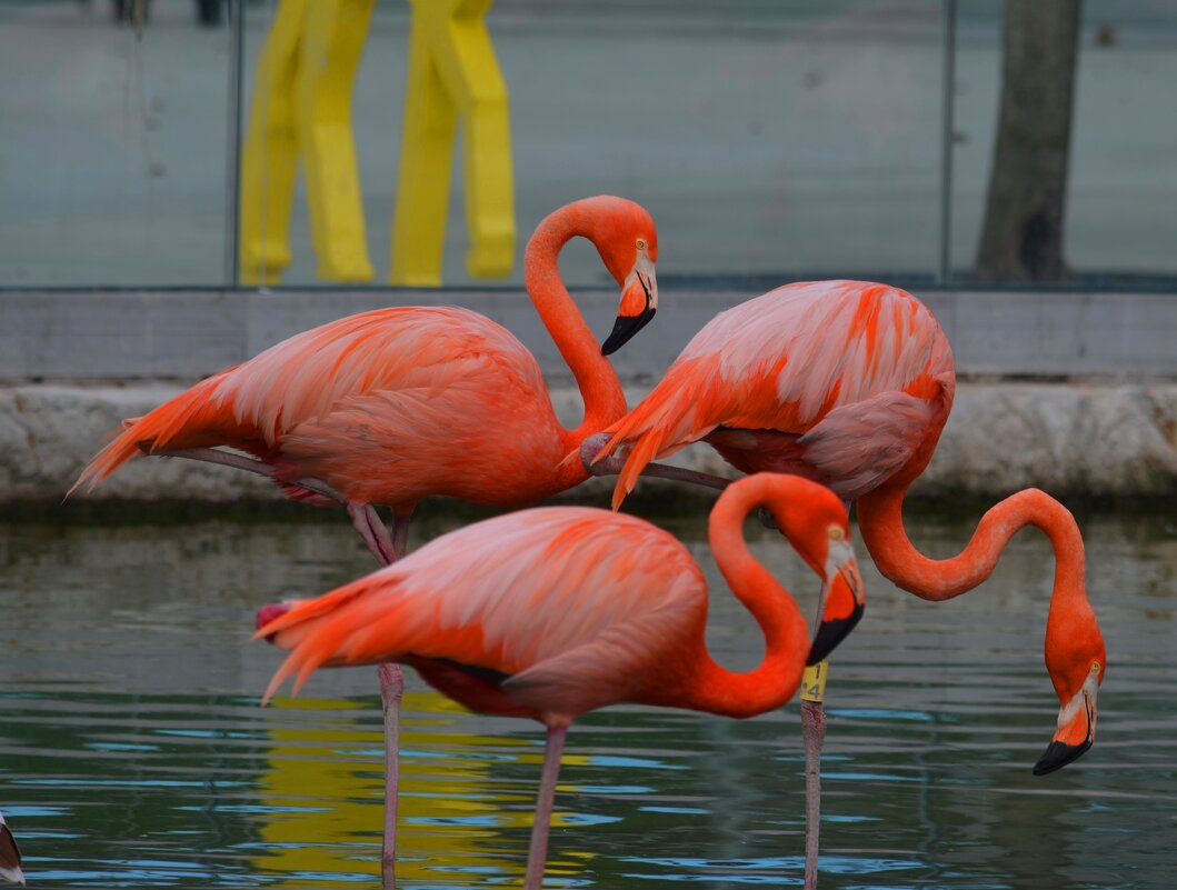 краснокнижные птицы - фламинго - Таня Фиалка