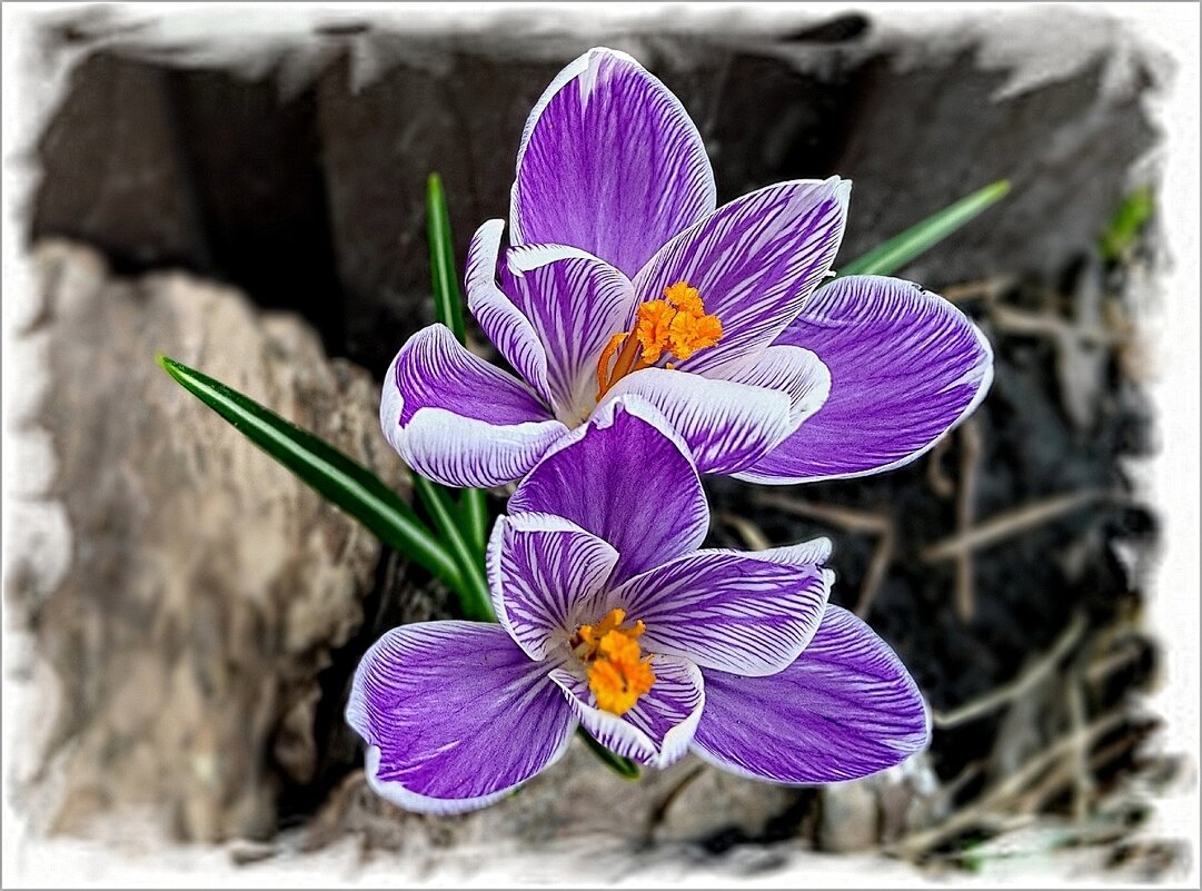 Крокусы - Елена Сухорученкова