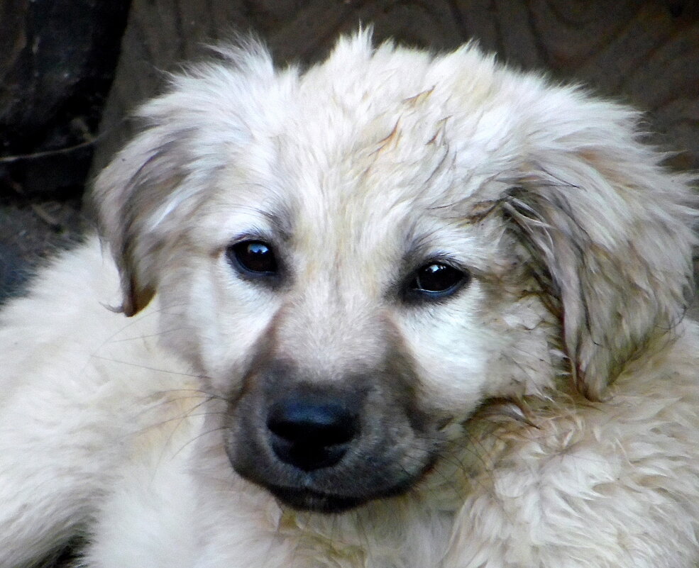 Эти глаза напротив.... - nadyasilyuk Вознюк