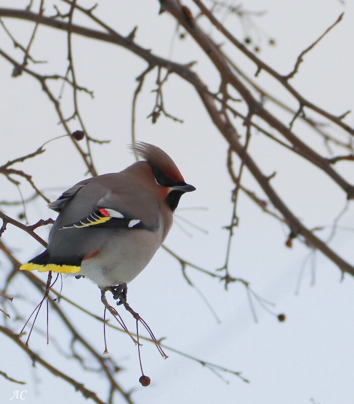 *** - Любовь Сахарова