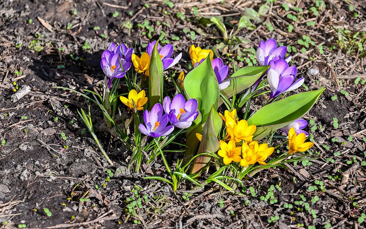 Первоцветы - Валерий Иванович