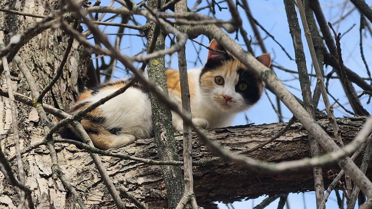 Высоко сижу, далеко гляжу - Мариша Тим Высоко сижу, далеко гляжу - Мариша Тим