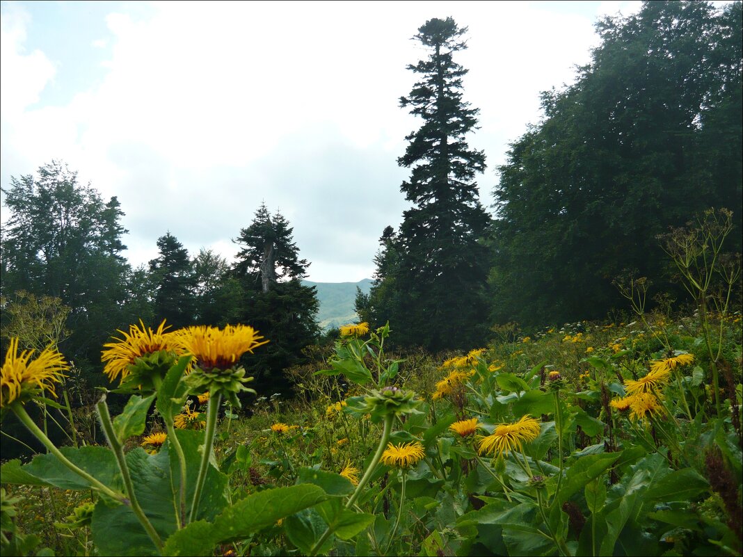 Адыгея! - Надежда 