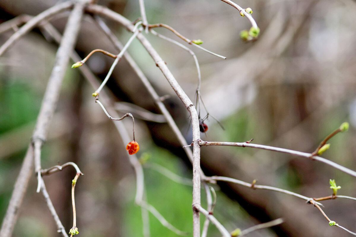 Калина - Юрий Гайворонскiий Калина - Юрий Гайворонскiий