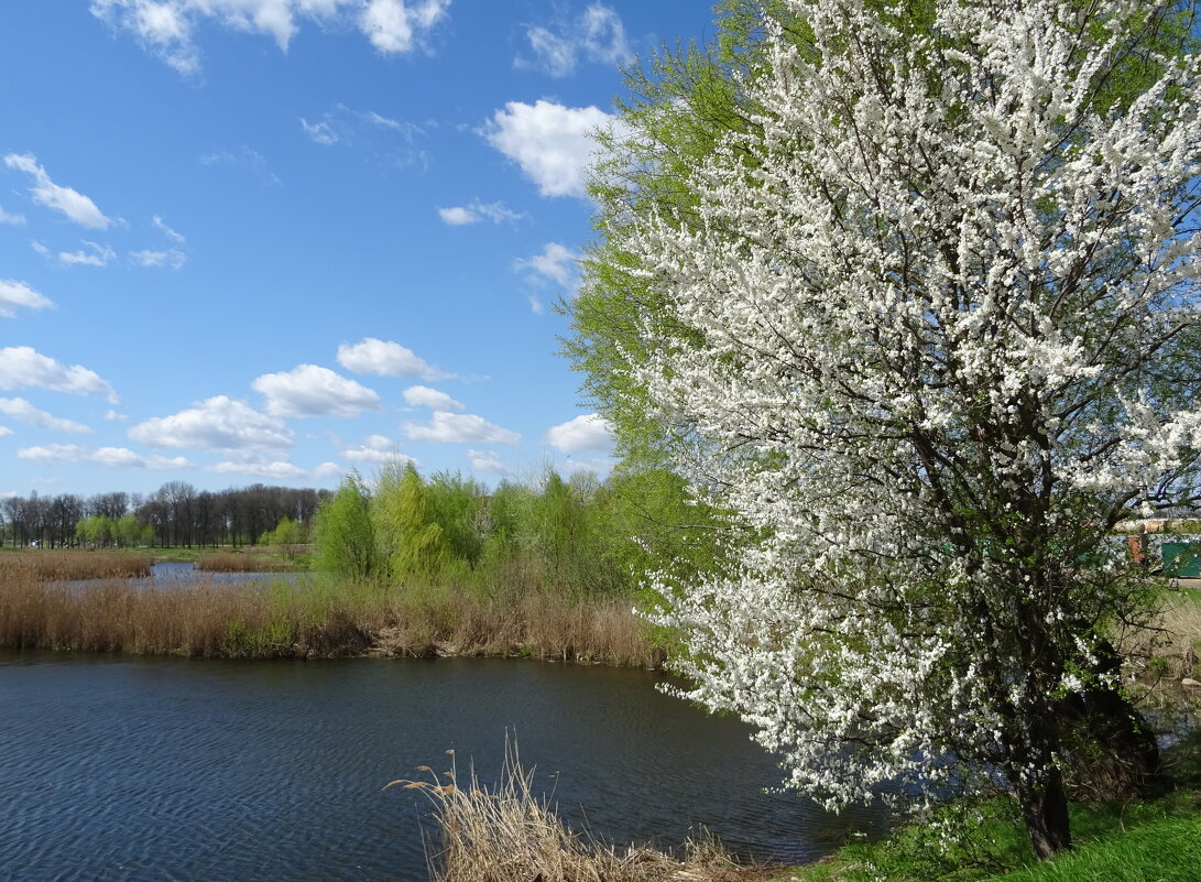 Весеннее - PRP Весеннее - PRP