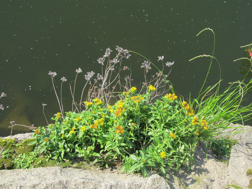 В парке - Радуга - Елена Шаламова В парке - Радуга - Елена Шаламова