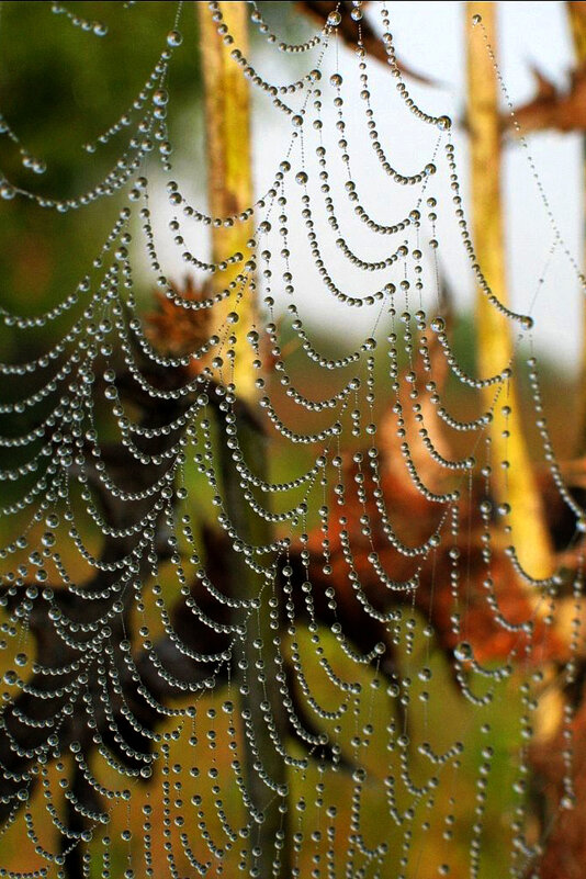 Брильянтовые сети паука - Владимир Гришин